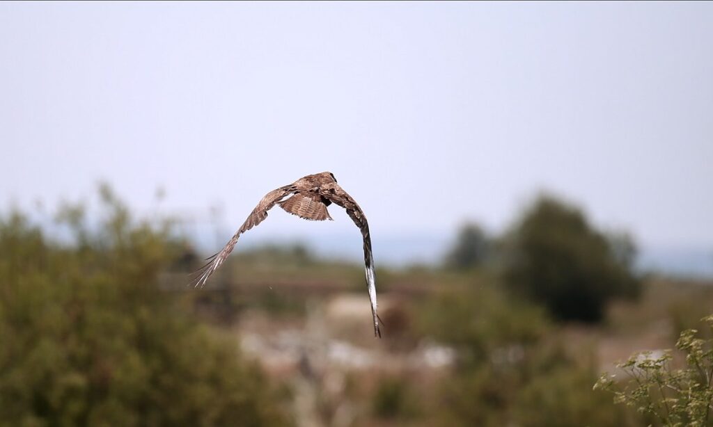 Το πιο γρήγορο ζώο στον κόσμο είναι το γεράκι peregrine ή πετρίτης. Γνωστό και ως Falco peregrinus.