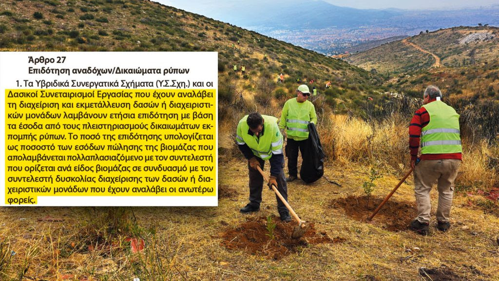 Στήνουν μπίζνες με τα δάση