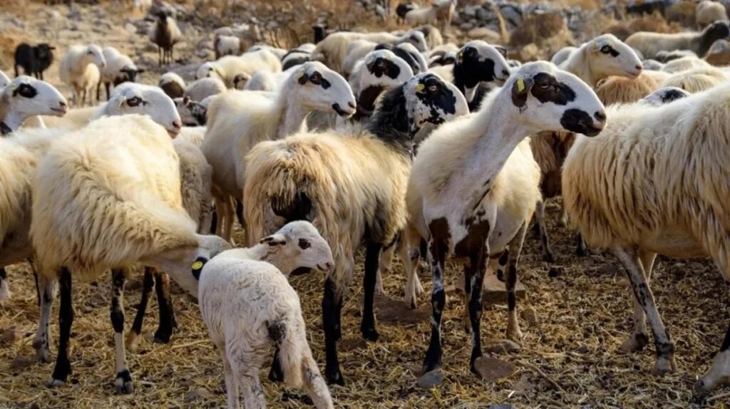 «Χάθηκαν 550.000 πρόβατα – αλλά το ισοζύγιο “δεν κουνιέται”»: Ο Κουρέτας πετά το γάντι και ζητά απαντήσεις για το γάλα και τη φέτα