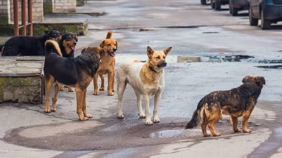 Επίθεση από αδέσποτα σκυλιά σε γυναίκα στο Βασιλικό Ευβοίας – Σοβαρά ερωτήματα για την ασφάλεια των πολιτών