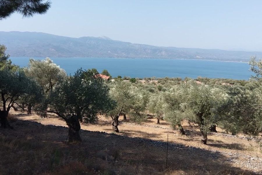 Με τη συμφωνία ΕΕ–MERCOSUR ερημώνει η ελληνική ύπαιθρος – Το ελαιόλαδο στο στόχαστρο
