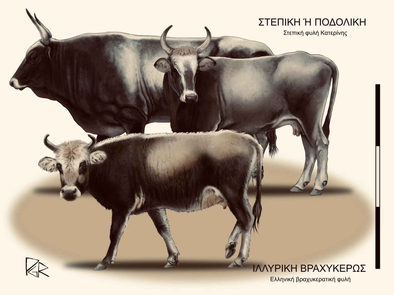 Τα ελληνικά βοοειδή που χάνονται: Από τον άγριο ταύρο της αρχαιότητας στις σπάνιες φυλές της Ελλάδας