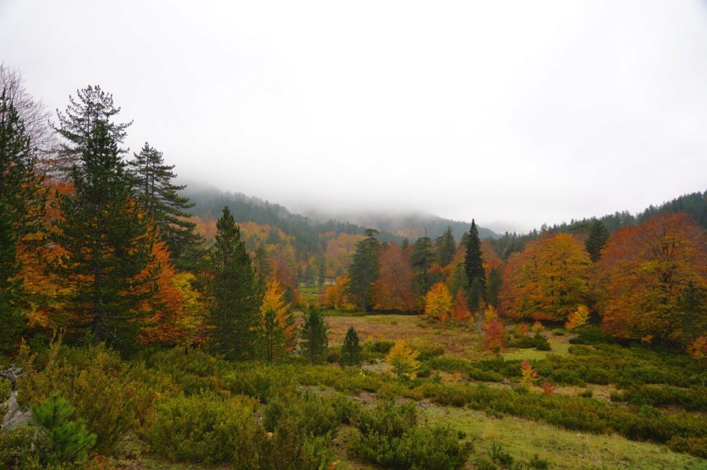 Δικαστικό “φρένο” σε φωτοβολταϊκό μέσα σε Natura: Η προστασία του περιβάλλοντος δεν είναι τυπική διαδικασία