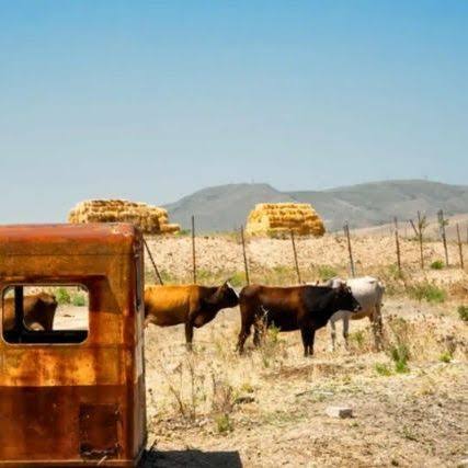 Οι πέντε αγελάδες που κατέκτησαν ένα έρημο νησί – Το DNA τους ανέτρεψε μια θεωρία της εξέλιξης
