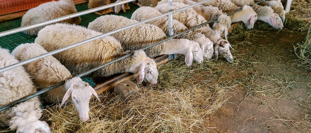 Αρκαδία: Συναγερμός για νέα έξαρση ευλογιάς στα αιγοπρόβατα