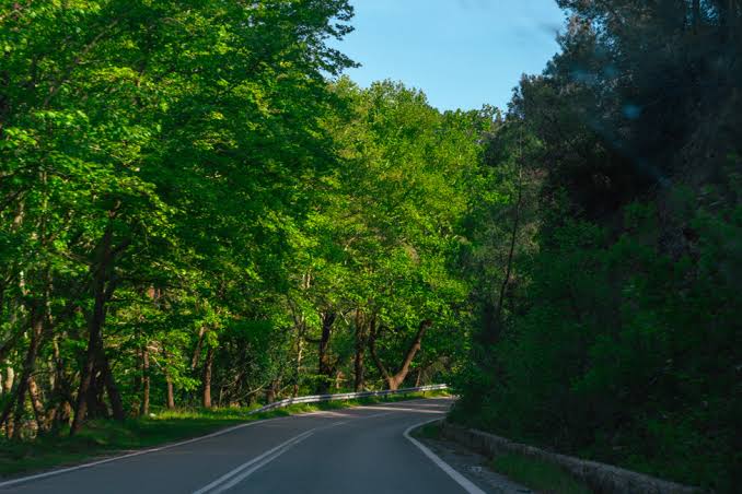 Προκόπι Ευβοίας: Πληγωμένα δέντρα και μπάζα σε ρεματιά – Ποιος ελέγχει τις εργασίες;