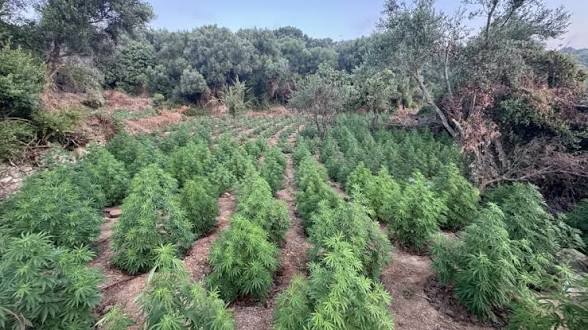 Βοιωτία: «Ξηλώθηκε» οργανωμένη φυτεία με 1.503 δενδρύλλια κάνναβης – Οκτώ συλλήψεις