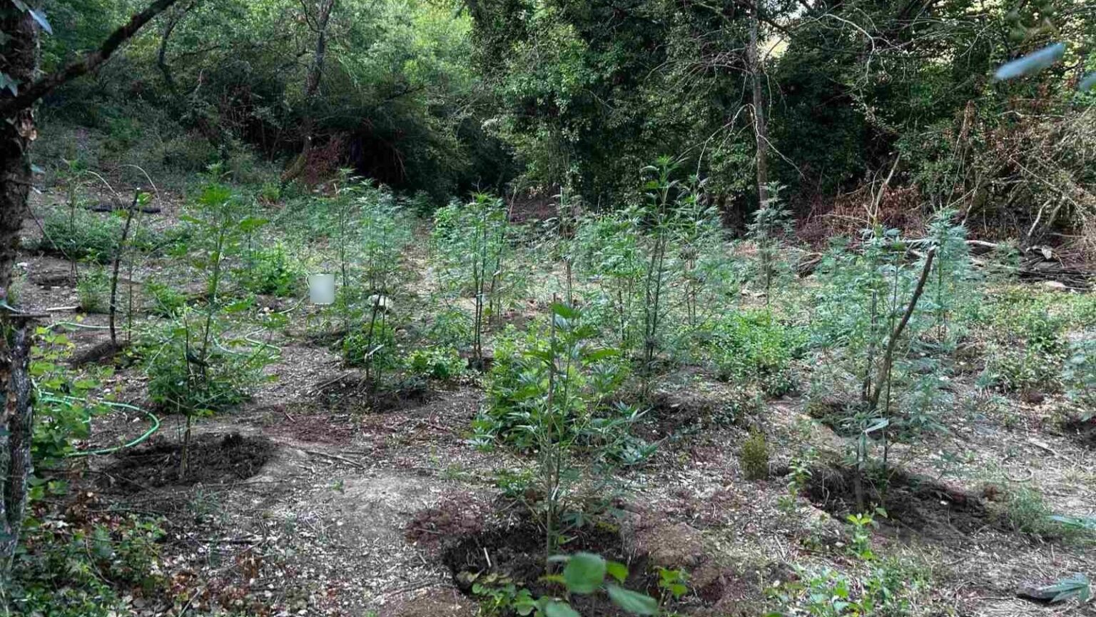 Δυτική Φθιώτιδα: Εντοπίστηκε φυτεία με περισσότερα από 2.000 δενδρύλλια κάνναβης