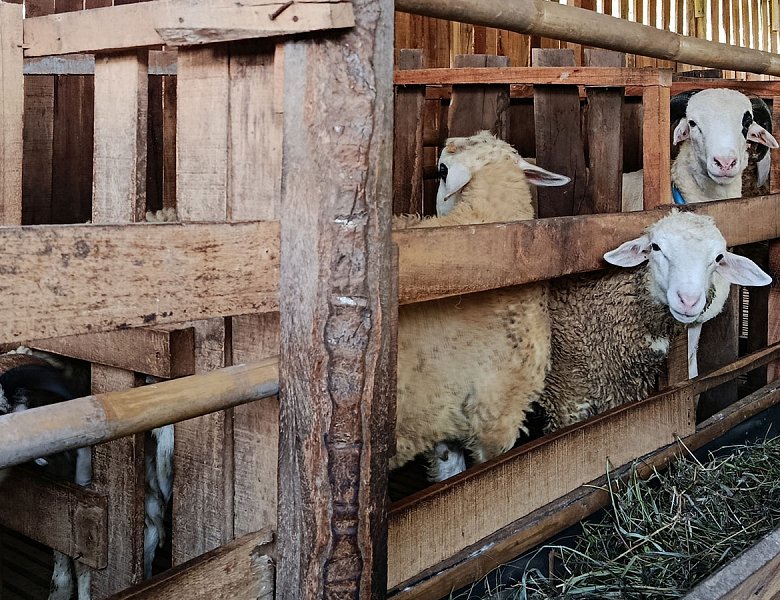 Στερεά Ελλάδα: 321.737,50 ευρώ σε 92 κτηνοτροφικές εκμεταλλεύσεις