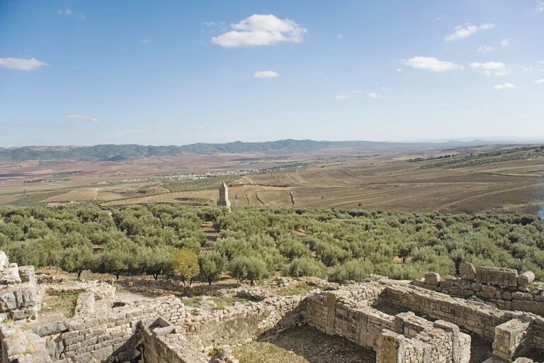 Κωπαΐδα: Τα τρωκτικά ρημάζουν 50.000 στρέμματα τριφυλλιού – Κίνδυνος να χαθούν και οι ενισχύσεις