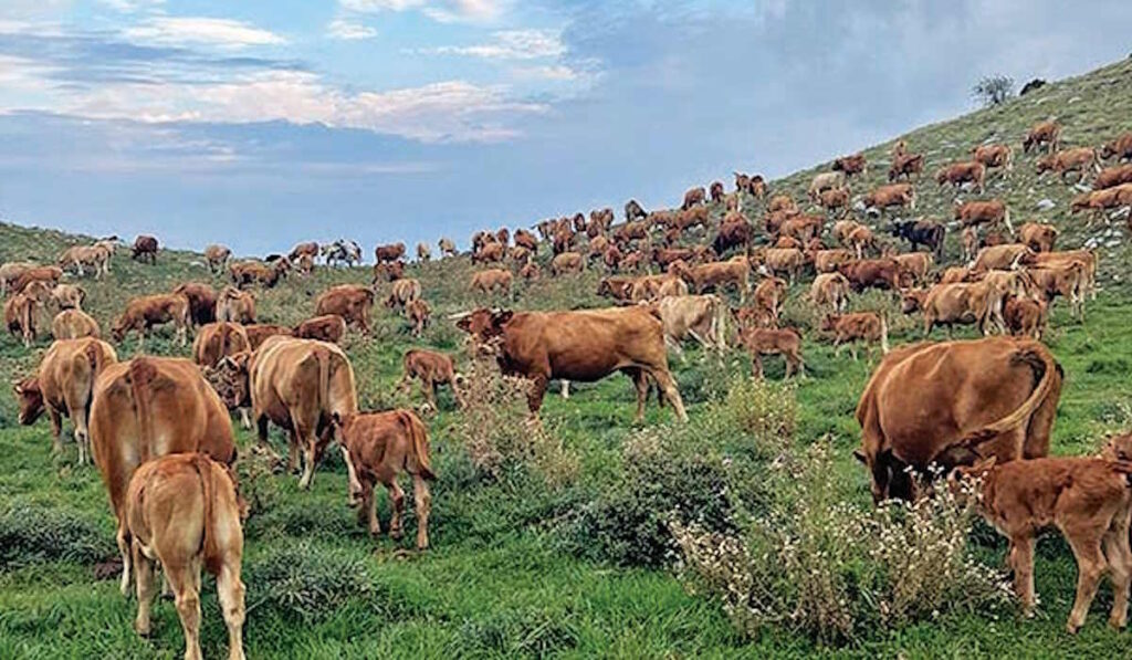 Οι αγελάδες λιγοστεύουν, οι επιδοτήσεις αυξάνονται – Το «κοπάδι-φάντασμα» του ΟΠΕΚΕΠΕ