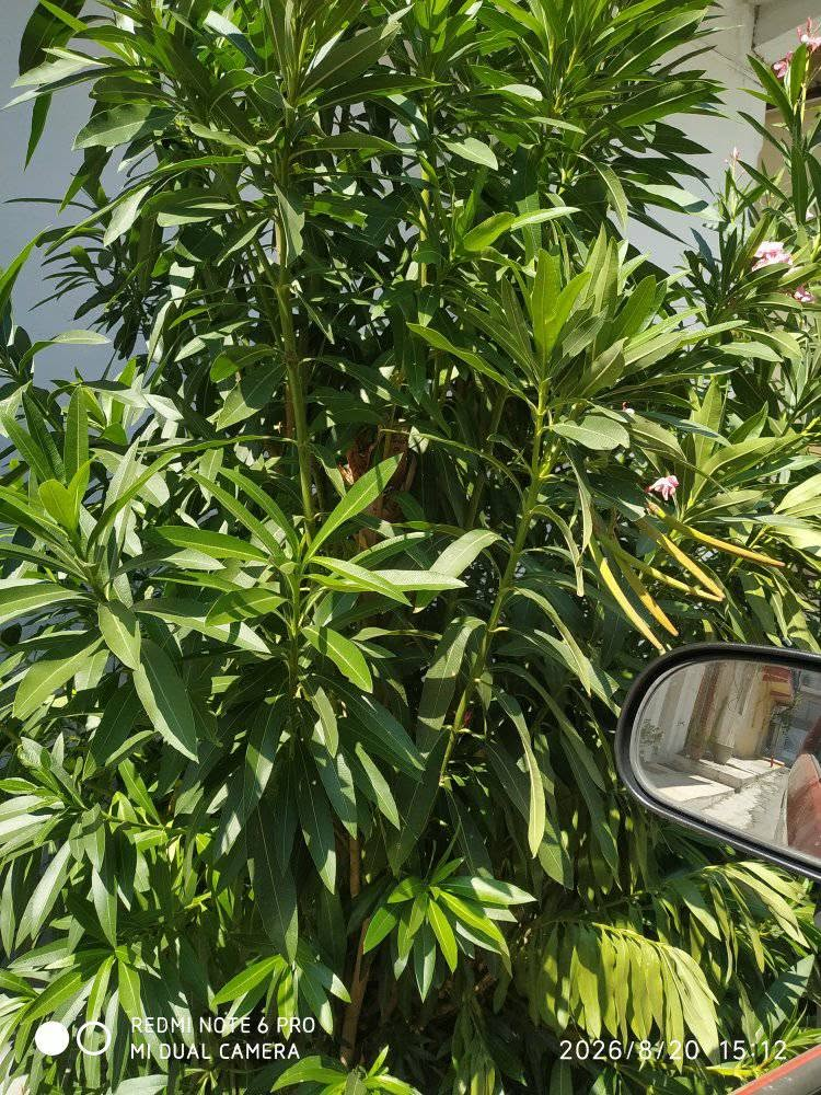 Χαλκίδα: Ο δρόμος έγινε ζούγκλα – Πικροδάφνες κόβουν την ορατότητα και δέντρα κλείνουν το πέρασμα