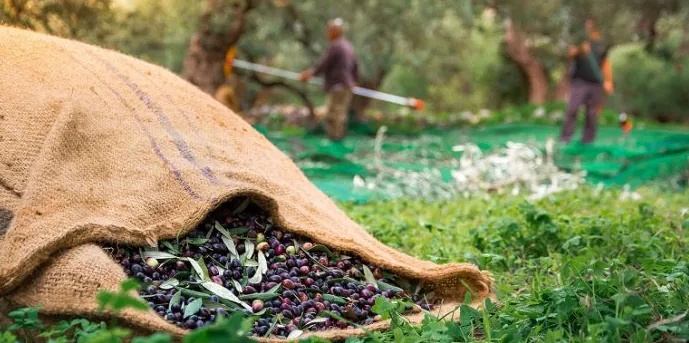Ελαιοκομικό Μητρώο: Παράταση στις δηλώσεις, όχι όμως άδεια για αδράνεια στους παραγωγούς της Εύβοιας