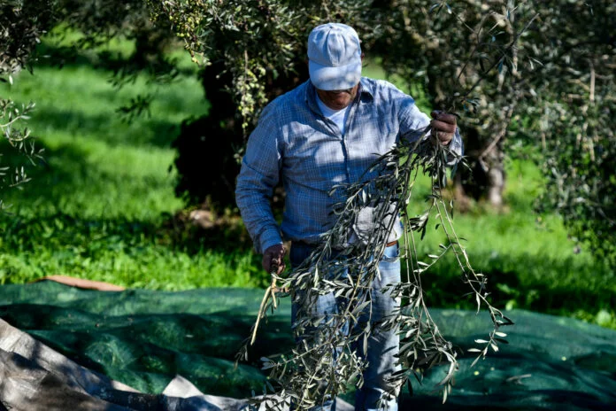 Στυλίδα: Οι ελαιοπαραγωγοί ζητούν τιμές που να καλύπτουν το κόστος της καλλιέργειας