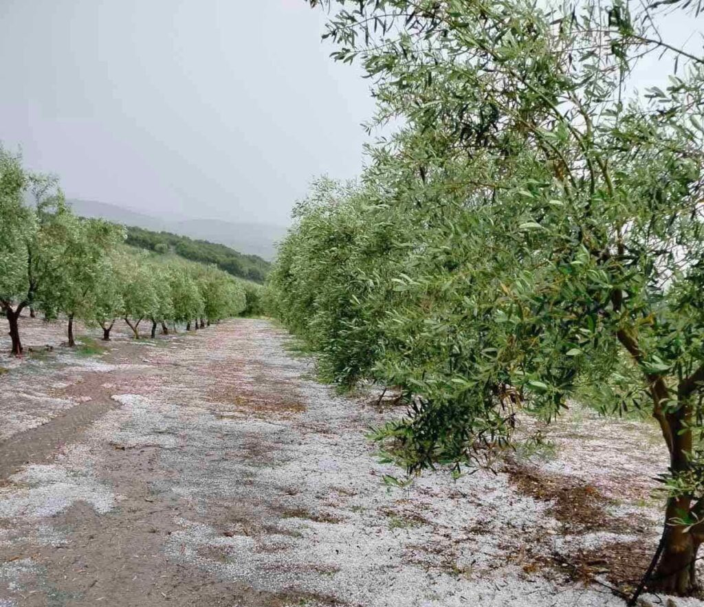 Αλίαρτος: Βαρύ πλήγμα στην ελαιοπαραγωγή από τη χαλαζόπτωση