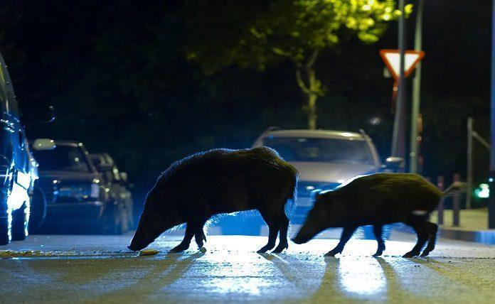 Χαλκίδα: Σύγκρουση αυτοκινήτου με αγριογούρουνο στη Γλύφα – Σώοι οι επιβαίνοντες