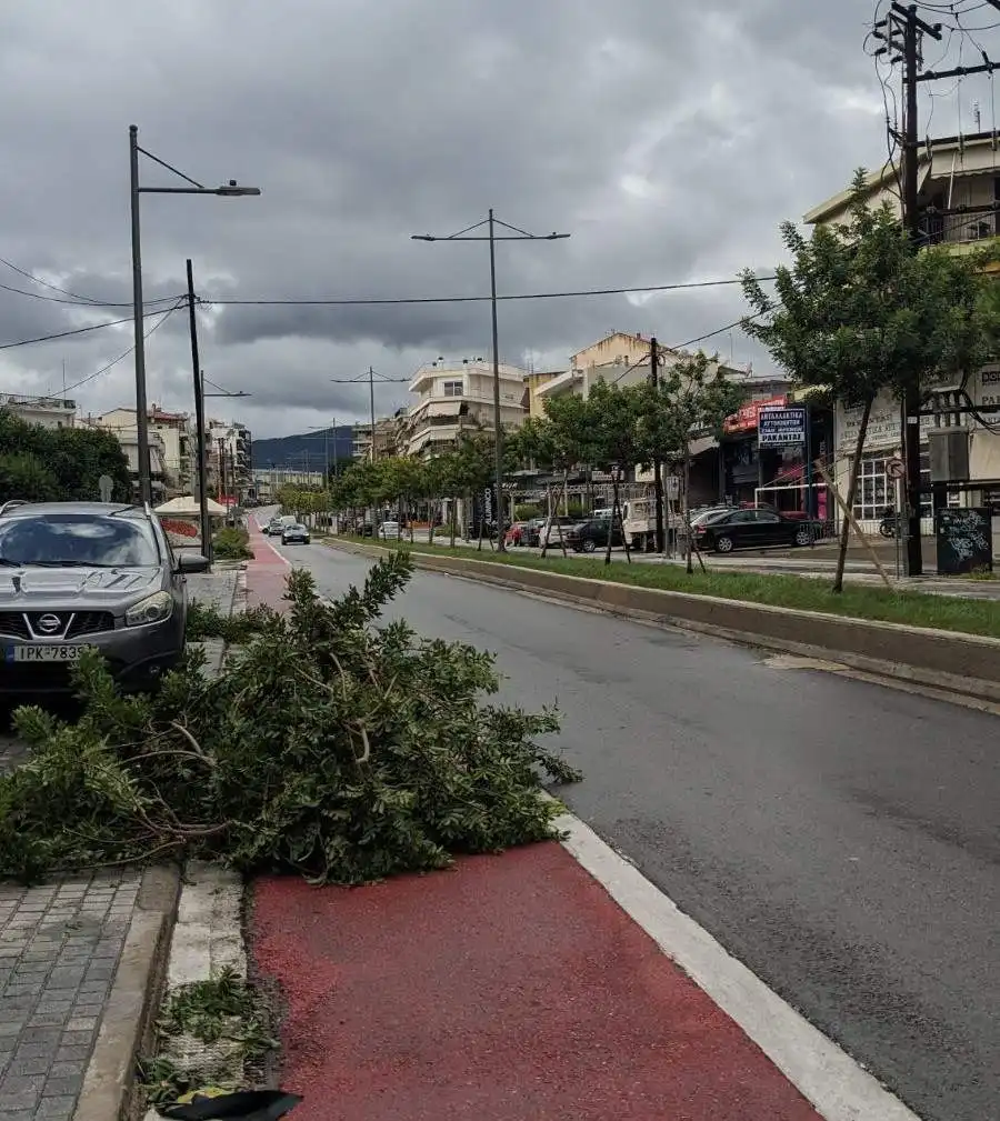 Χαλκίδα: Οι ισχυροί άνεμοι προκάλεσαν ζημιές στα νέα δέντρα της Βενιζέλου